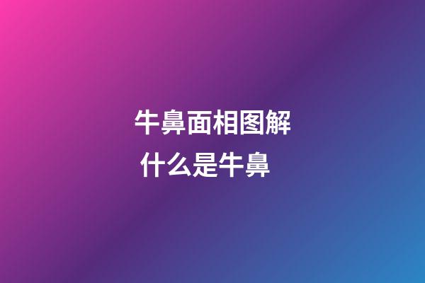 牛鼻面相图解 什么是牛鼻